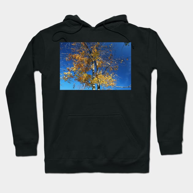 Beech Hoodie by bogfl